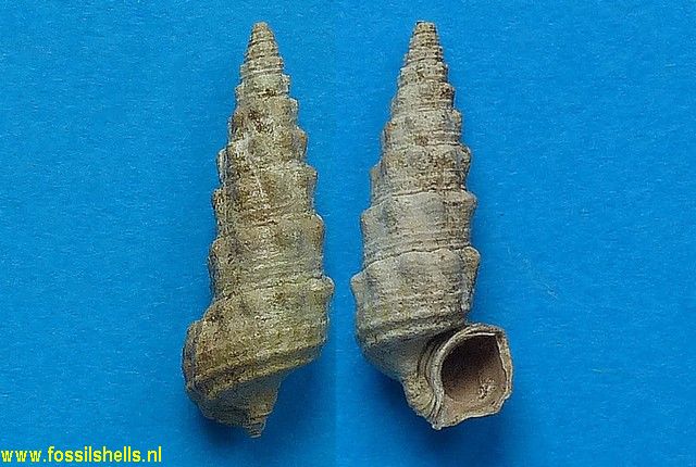 Granulolabium thiarella 