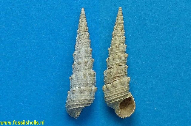 Granulolabium crenatulatum