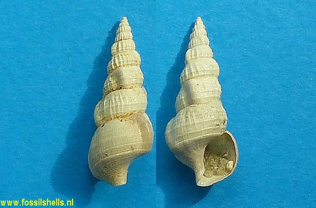 Hemicerithium incommodum