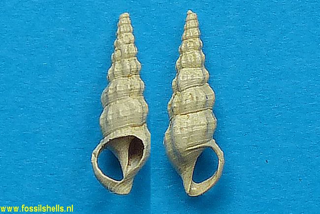 Tenuicerithium fragile