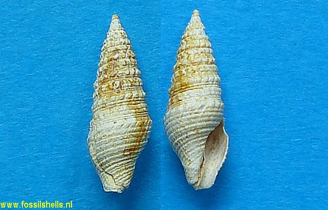 Crassispira passaloides