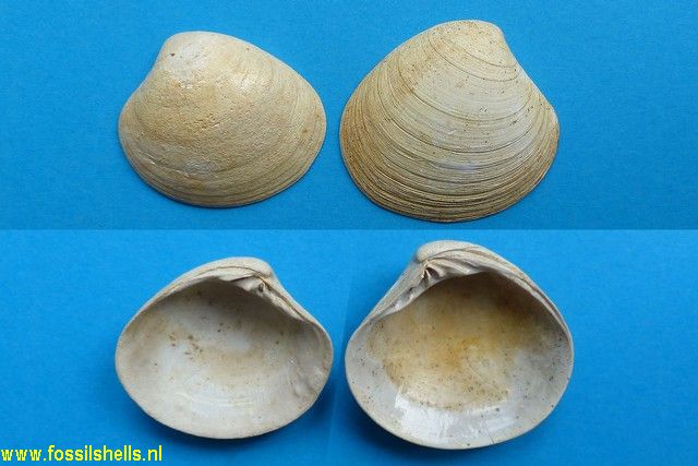 Pitar parisiensis