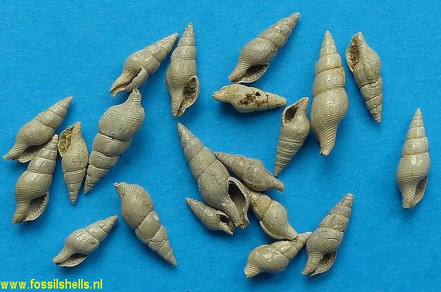 Mitrella angusta
