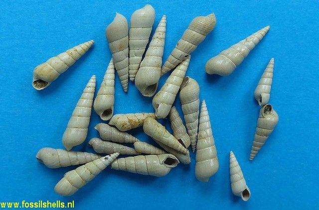 Acirsa transversaria