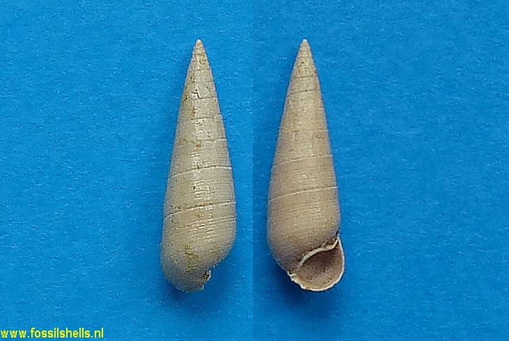 Rhinoclavis diastoma