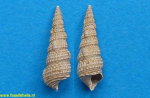 Bittium semigranosum