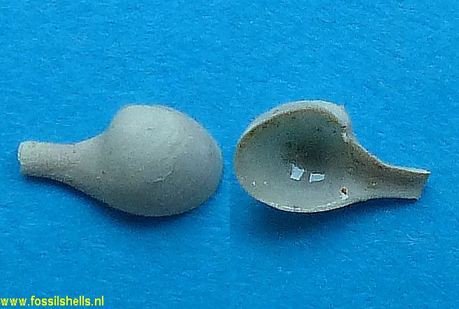 Cuspidaria cochlearella