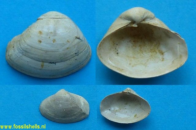 Bicorbula gallicula