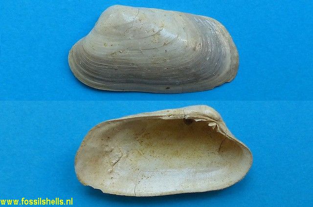 Straelenotrapezium brocchii