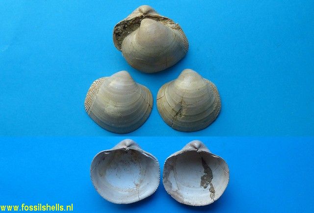 Nemocardium wateleti