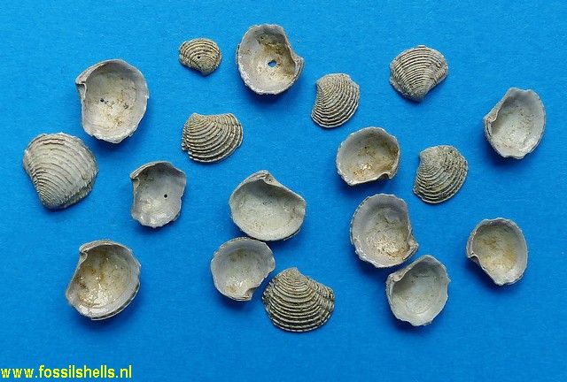 Barbierella barbieri