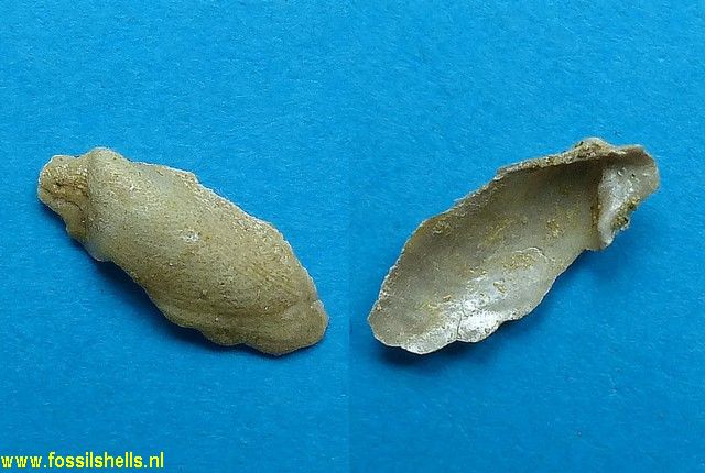 Aviculoperna levesquei