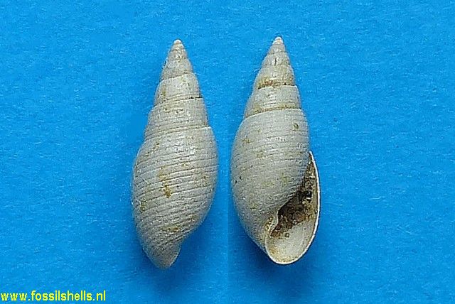 Acteon subinflatus