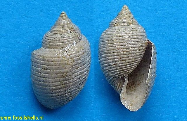 Acteon species