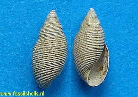 Acteon procerus