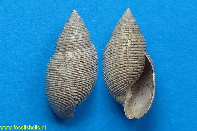 Acteon subinflatus