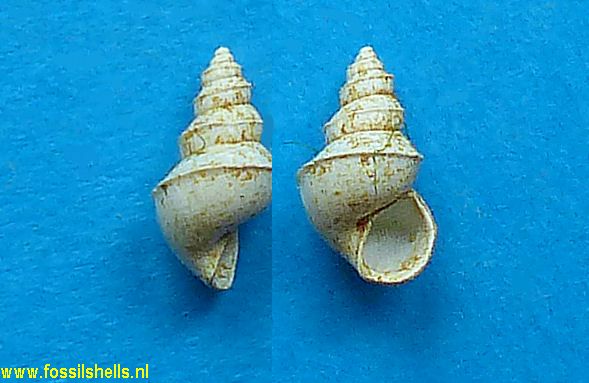 Sellia pulchra