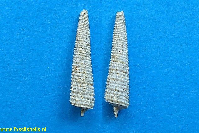 Triphora grignonensis