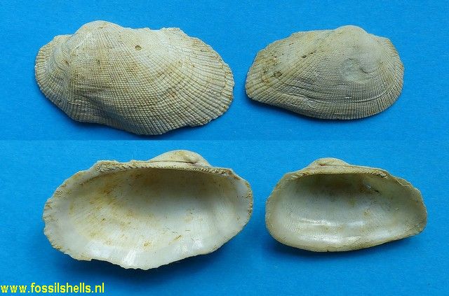 Barbatia irregularis