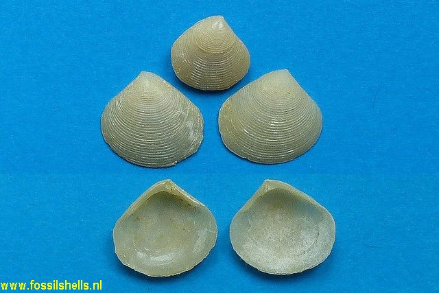 Crassatina triangularis