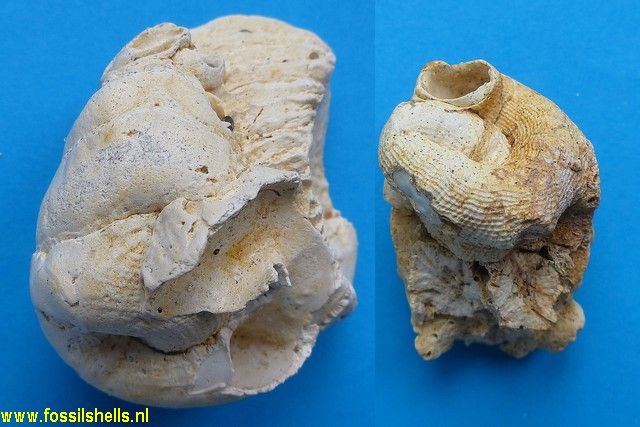 Serpulorbis cancellatus