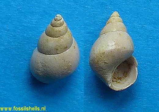 Peringia goniophora 