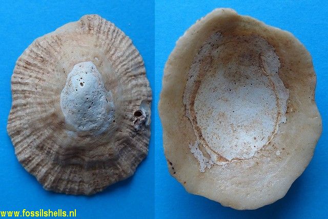 Patella burdigalensis