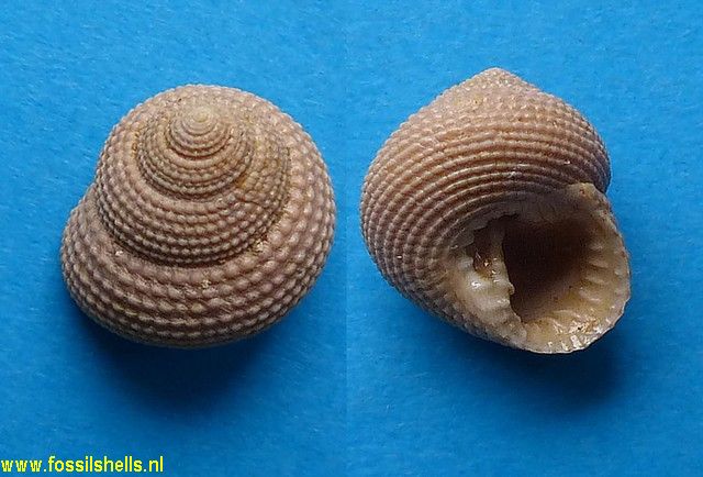 Clanculus araonis