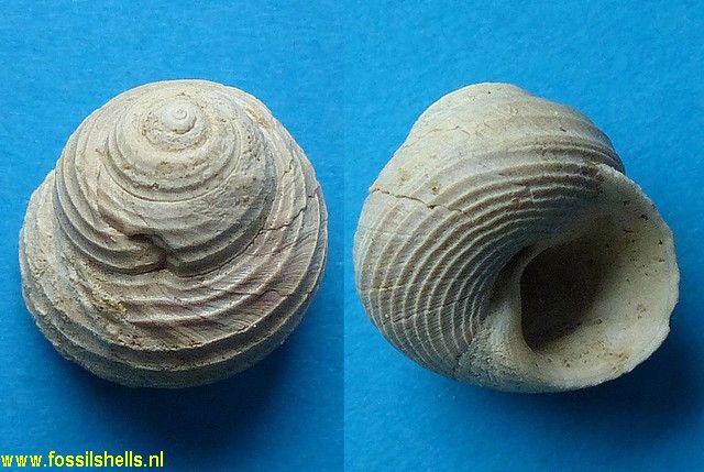 Gibbula pseudomagus