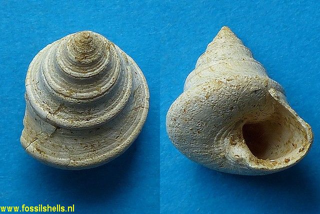 Calliostoma xavieri
