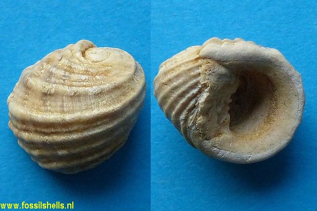 Nerita funata