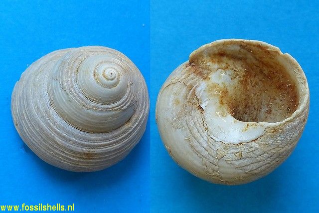 Oxystele burdigalensis