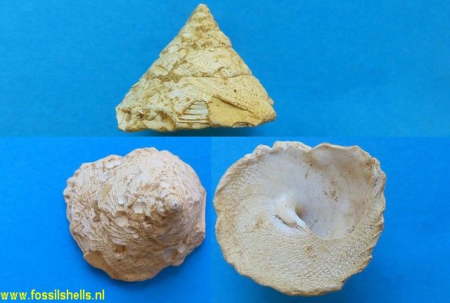 Xenophora burdigalensis