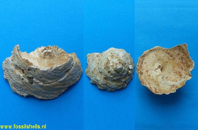 Xenophora infundibulum expansior