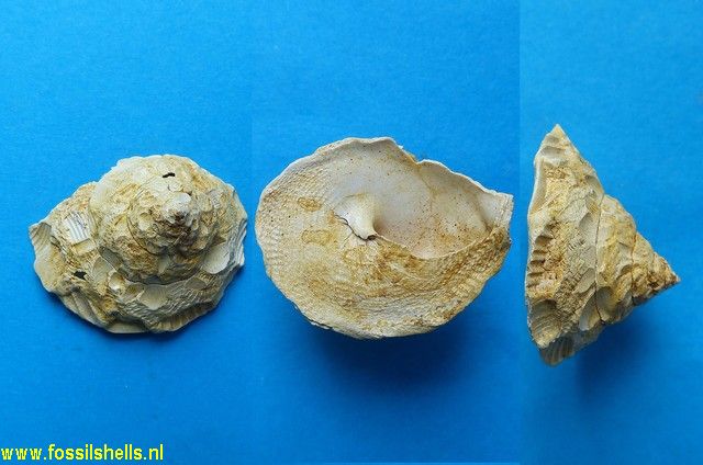 Xenophora burdigalensis