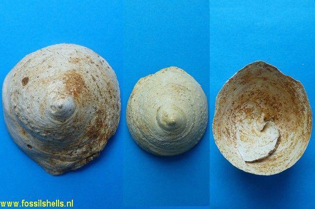 Calyptraea crassiuscula