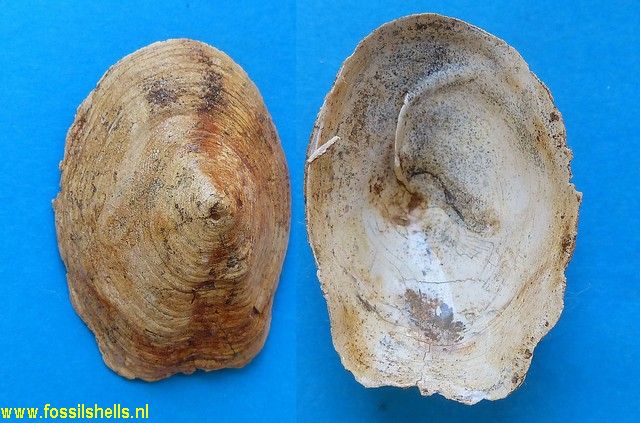 Crucibulum deformis