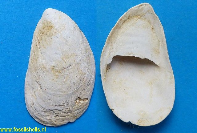 Crepidula gibbosa