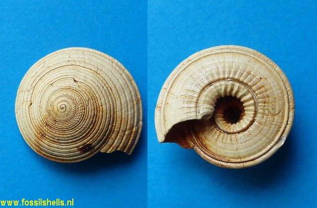 Architectonica carocollata