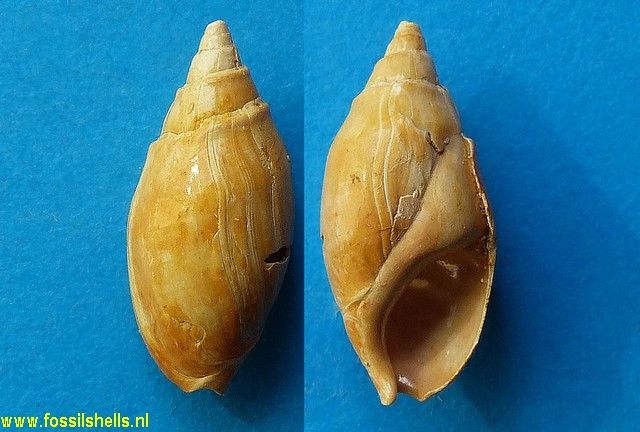 Melanopsis subbuccinoides