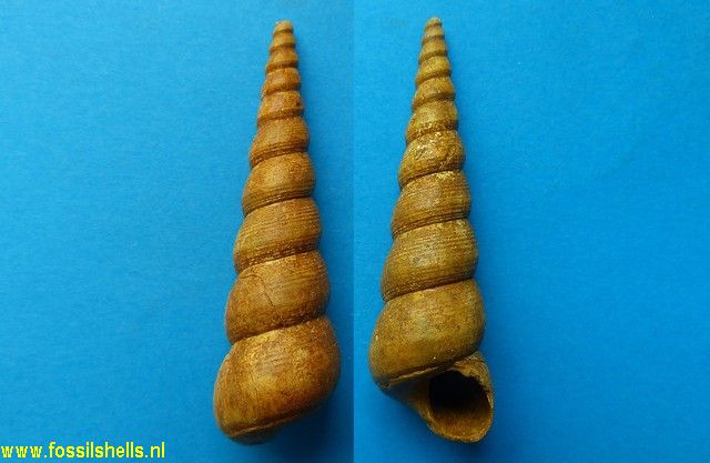 Turritella terebralis grata