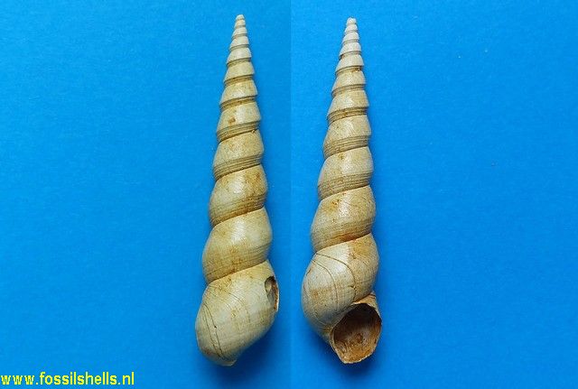 Turritella cestasensis