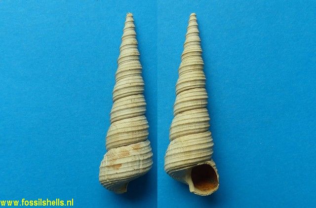 Turritella eryna polycosmeta
