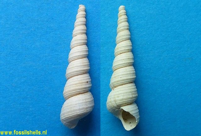 Turritella acuta