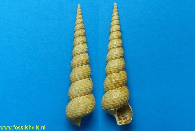 Turritella eryna