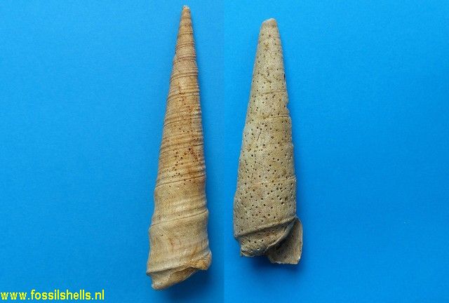 Protoma obeliscus