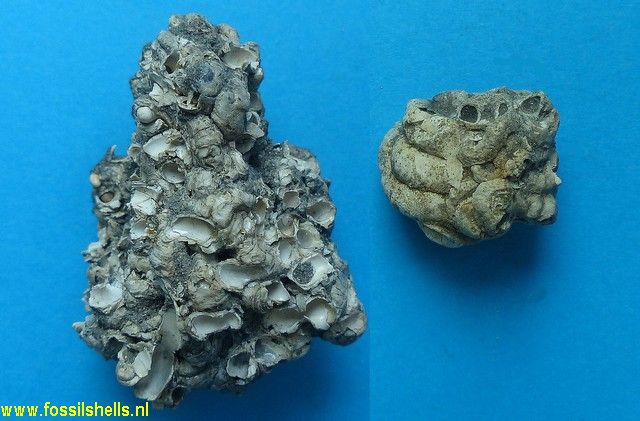 Vermetus intortus taurinensis