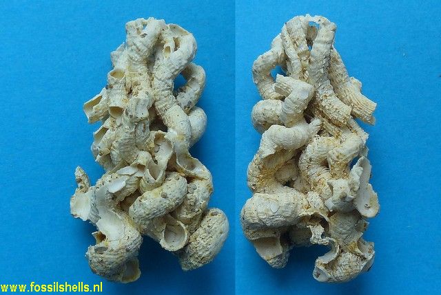 Vermetus subdiscoideus