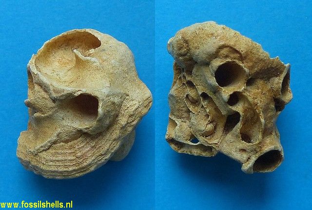 Vermetus arenarius turonensis