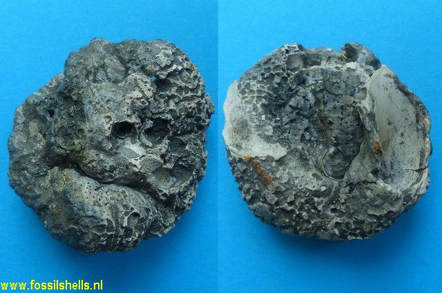 Vermetus arenarius turonensis
